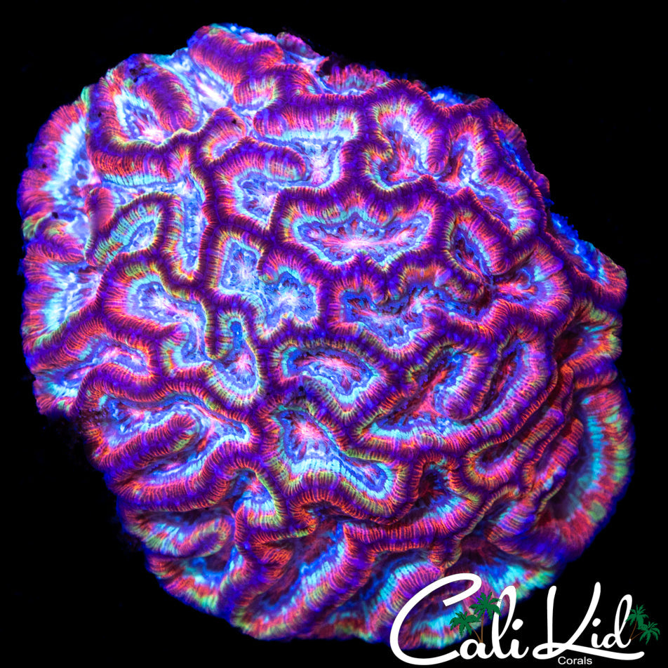 ULTIMATE RAINBOW WILSONI COLONY