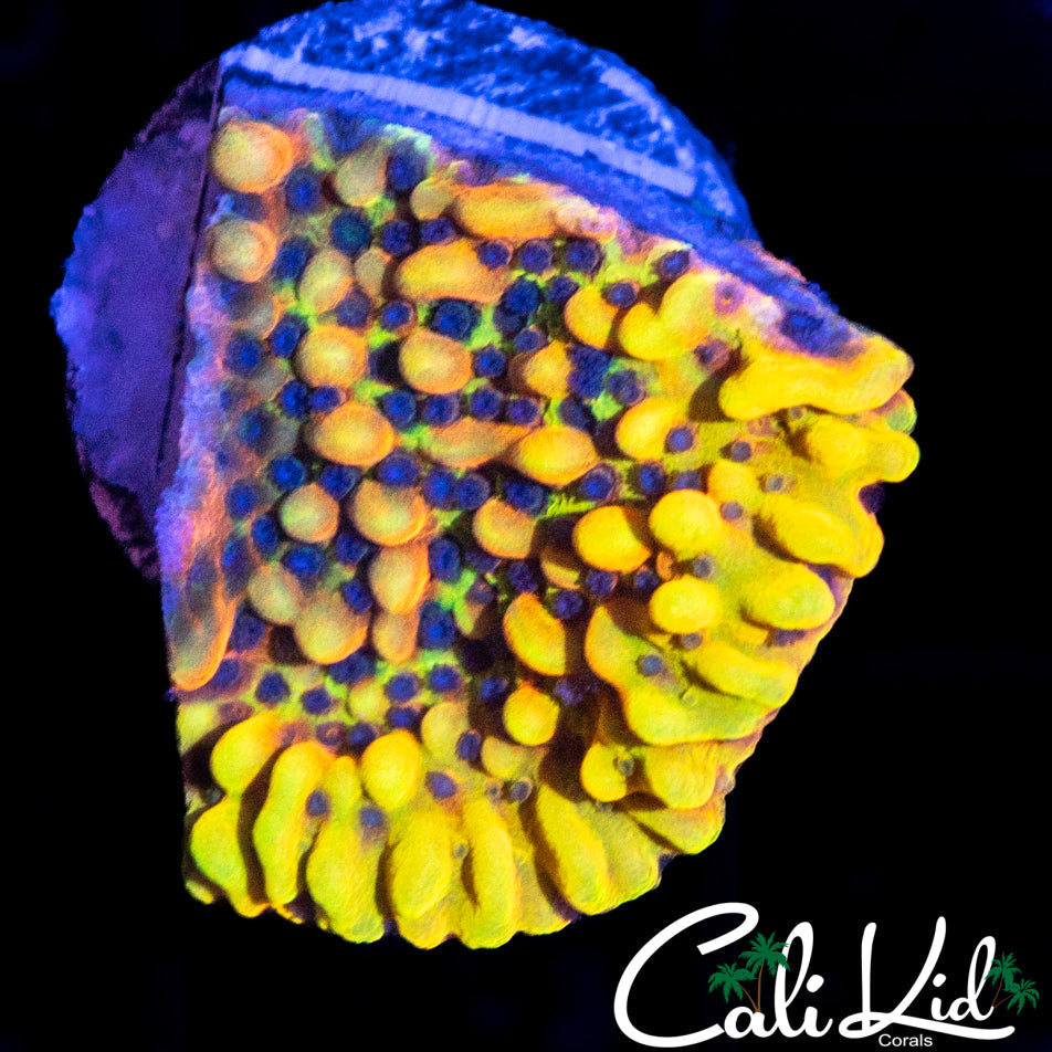 CK PEYOTE DREAMS MONTI