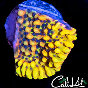 CK PEYOTE DREAMS MONTI