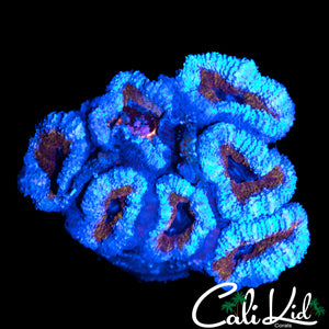 RARE ASIAN ACAN MINI COLONY