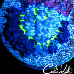 FUZZY TRI COLOR MUSHROMS