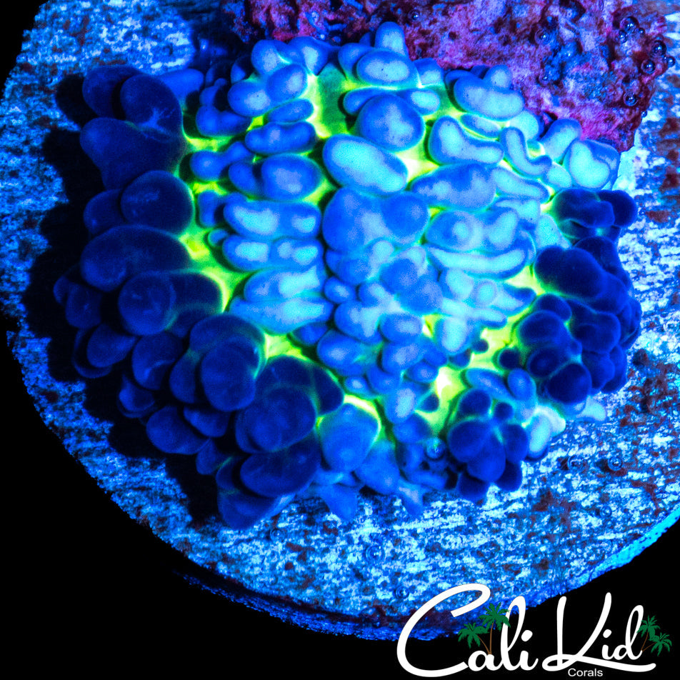 FUZZY TRI COLOR MUSHROMS