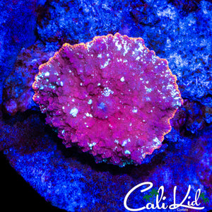 RED DEVIL MUSHROOM