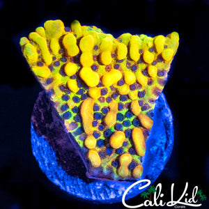 CK PEYOTE DREAMS MONTI