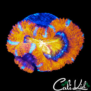 RAINBOW EYE ACAN DOUBLE
