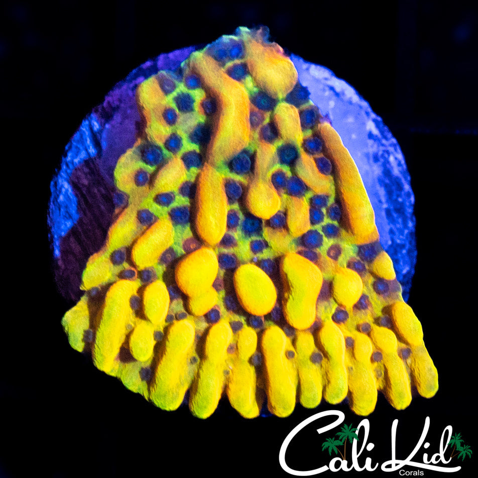 CK PEYOTE DREAMS MONTI