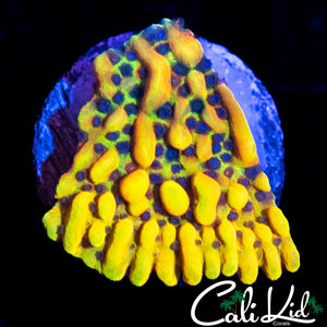 CK PEYOTE DREAMS MONTI