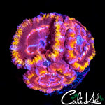 RAINBOW ACAN TRIPLE