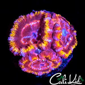 RAINBOW ACAN TRIPLE