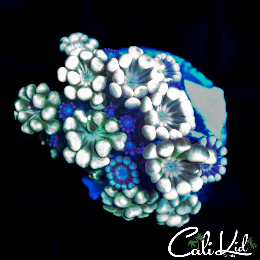 ULTRA RAINBOW ALVEOPORA