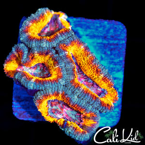ULTRA RAINBOW ACAN QUAD