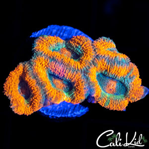 ULTRA RAINBOW ACAN MINI COLONY