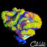INSANE RAINBOW ACAN TRIPLE