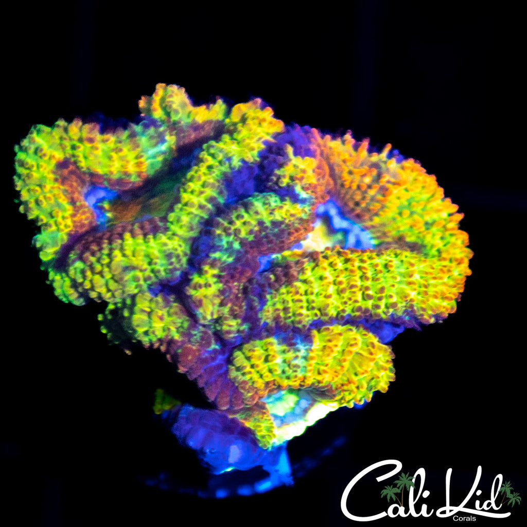 INSANE RAINBOW ACAN TRIPLE