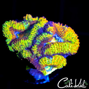 INSANE RAINBOW ACAN TRIPLE