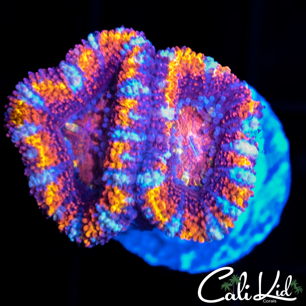 ULTRA RAINBOW ACAN DOUBLE