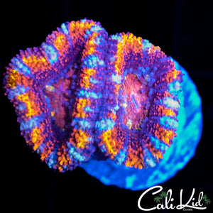ULTRA RAINBOW ACAN DOUBLE
