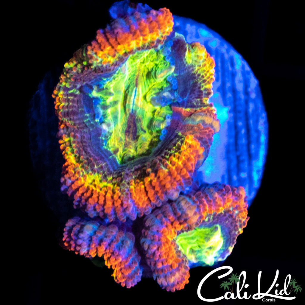 ULTRA RAINBOW ACAN TRIPLE