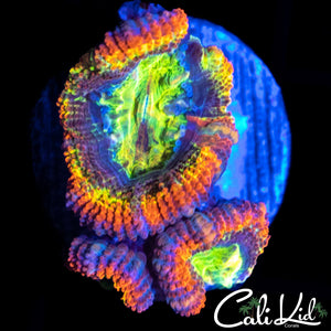 ULTRA RAINBOW ACAN TRIPLE