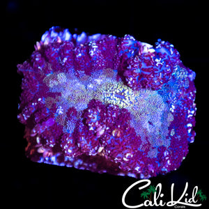 PURPLE URKEL RHODACTIS