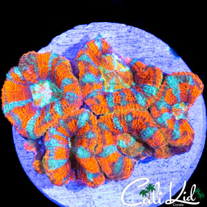 ULTRA ACAN MINI COLONY