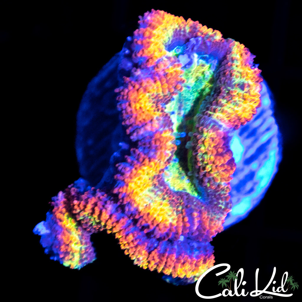 ULTRA RAINBOW ACAN DOUBLE