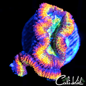 ULTRA RAINBOW ACAN DOUBLE