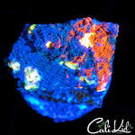 WWC JELLY BEAN CHALICE