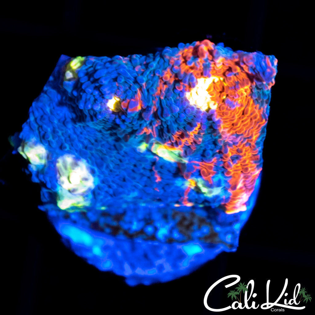 WWC JELLY BEAN CHALICE