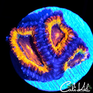 ULTRA RAINBOW ACAN TRIPLE