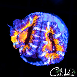 ULTRA RAINBOW ACAN DOUBLE