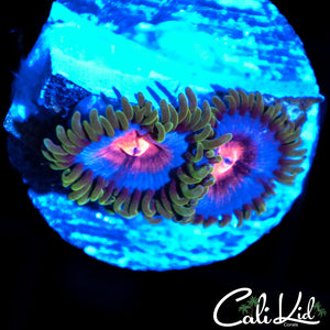MIAMI VICE ZOA DOUBLE