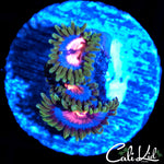 MIAMI VICE ZOA TRIPLE