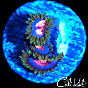 MIAMI VICE ZOA TRIPLE
