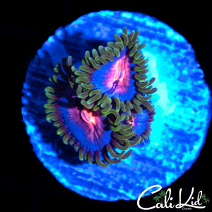 MIAMI VICE ZOA TRIPLE