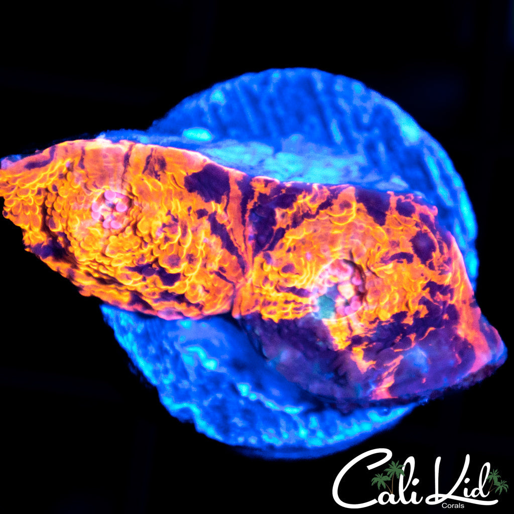 INDO ULTRA CHALICE