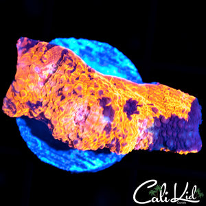 INDO ULTRA CHALICE