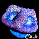 PASTEL RAINBOW BOWER DOUBLE