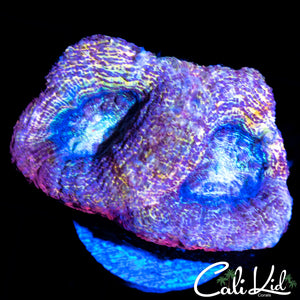 PASTEL RAINBOW BOWER DOUBLE