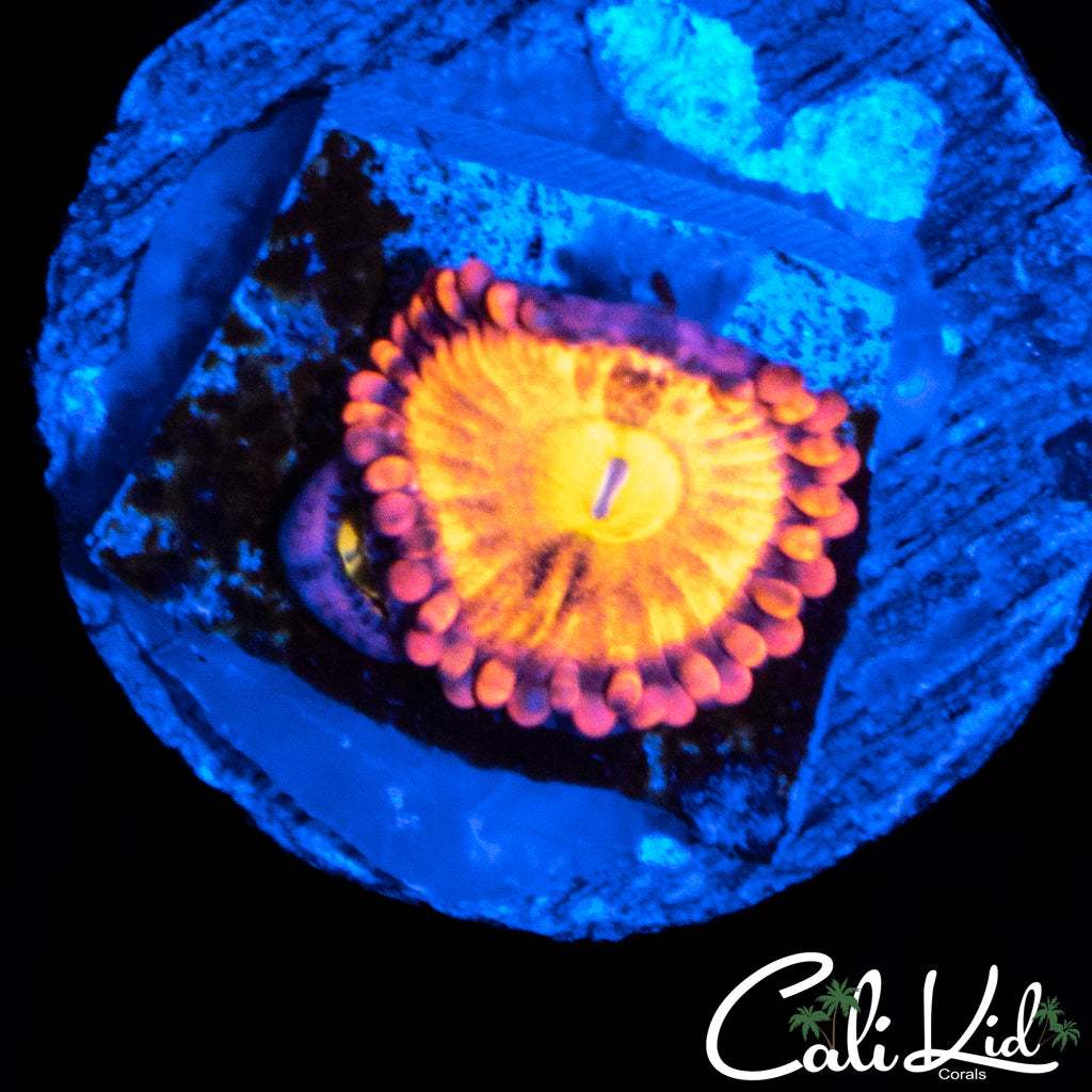 SAKURA SUNSET DOUBLE