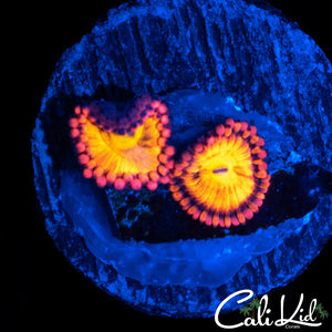 SAKURA SUNSET DOUBLE