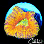 FLAMING RAINBOW LOBO