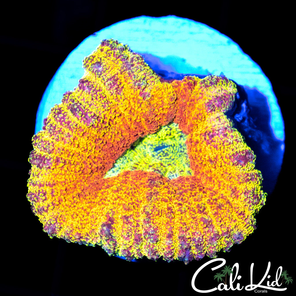 FLAMING RAINBOW LOBO