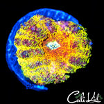 FLAMING RAINBOW LOBO BABY