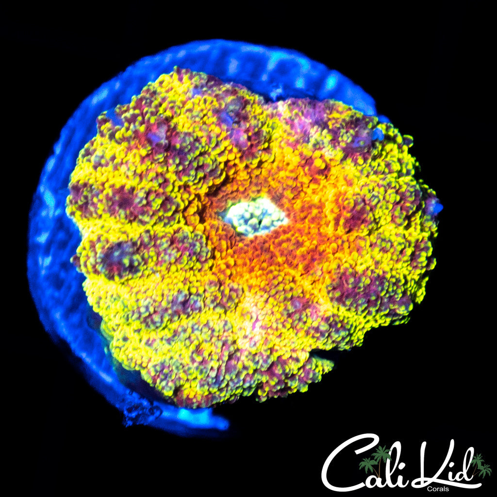 FLAMING RAINBOW LOBO BABY