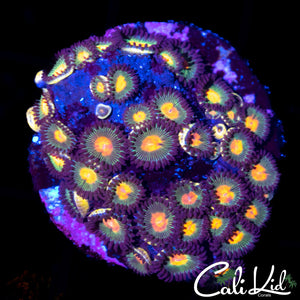 GORILLA NIPPLE ZOA COLONY