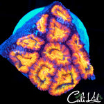 RAINBOW ACAN MINI COLONY