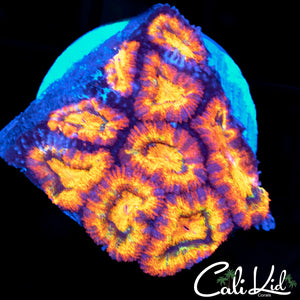 RAINBOW ACAN MINI COLONY