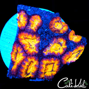 ULTRA RAINBOW ACAN MINI COLONY