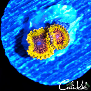 NORTHERN LIGHTS ZOA DOUBLE
